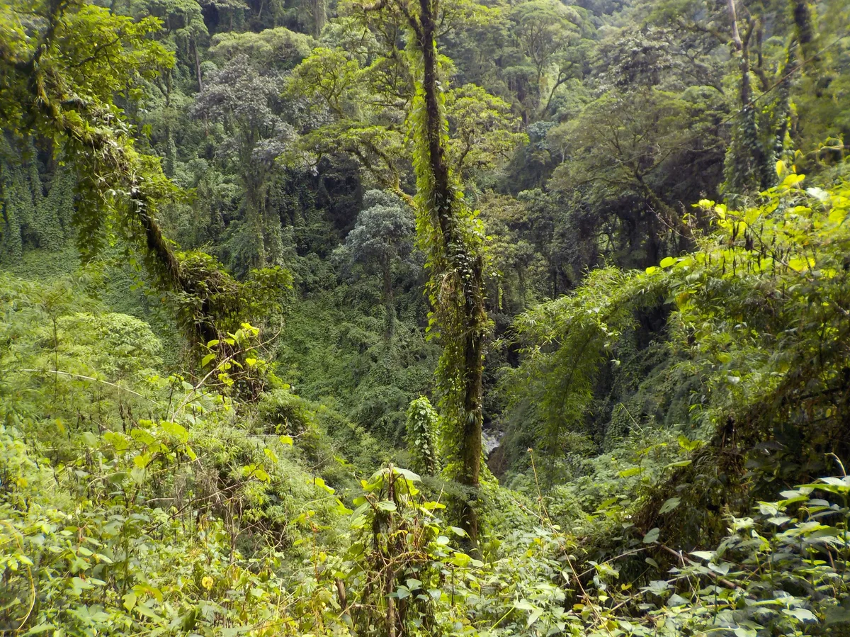 Río Negro quiere convertir al jabalí en recurso: ley para vender su carne