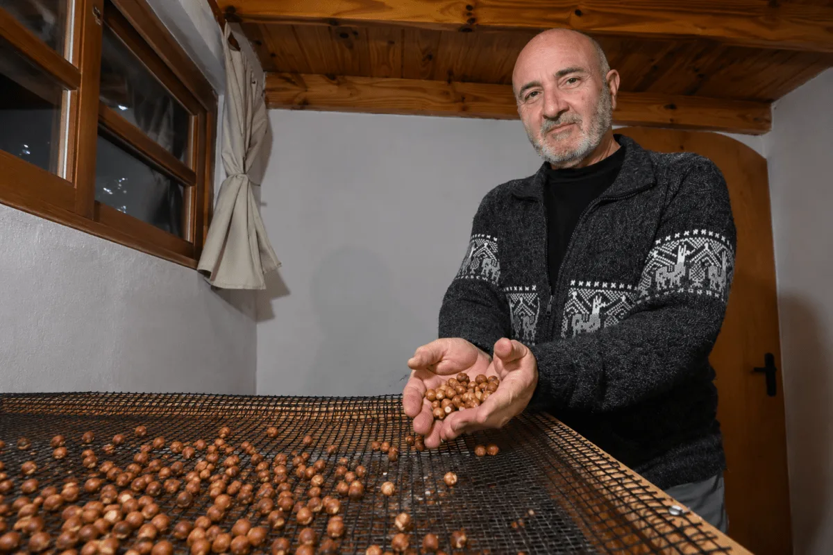 Avellanas y ovejas en el sur: un productor que eligió quedarse en la Patagonia