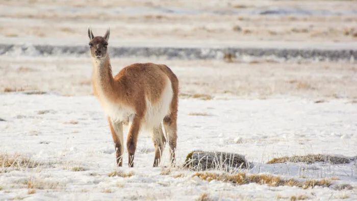 Torres del Paine: cientos de miles de guanacos, un tesoro económico