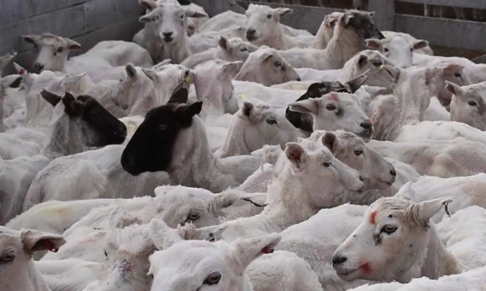 Territorio y ciencia: la edición genética que redefine la producción ovina