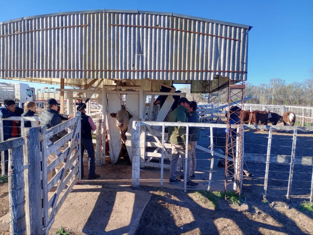 Río Colorado reúne a la elite ganadera de la Patagonia