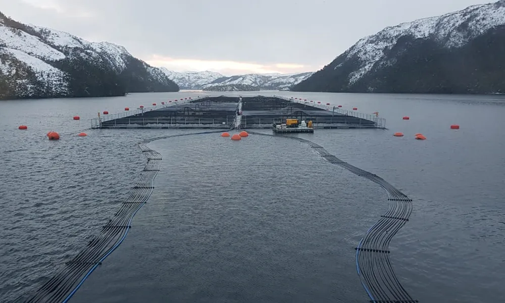 La SMA aprueba seis programas de cumplimiento a centros de engorda de salmones