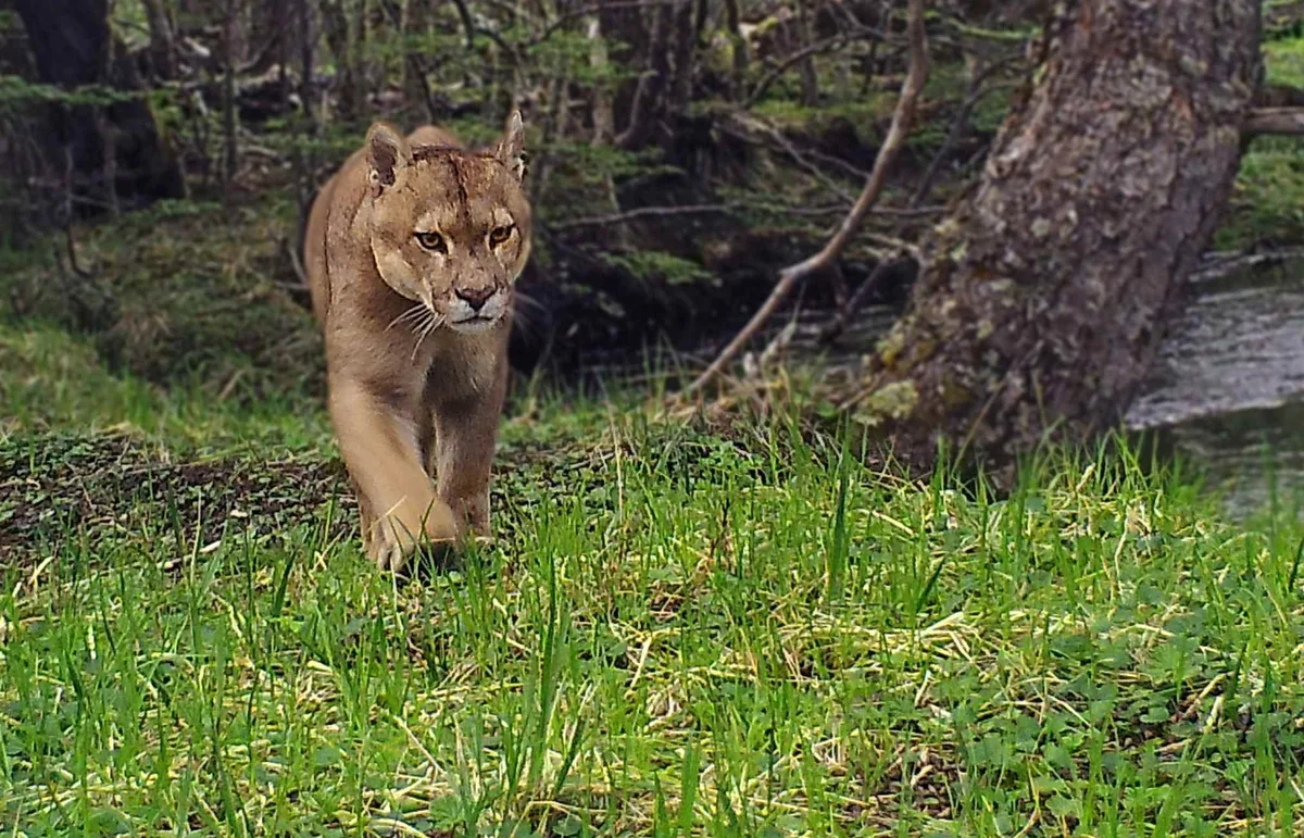 CONAF destaca cámaras trampa para monitorear fauna silvestre en Magallanes