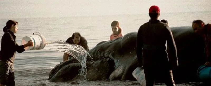 Día de la Ballena Franca Austral: el rescate de Garra que marcó un antes y un después