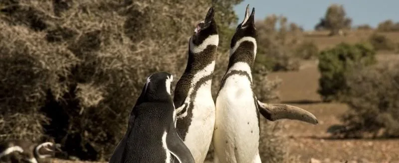 Cabo Dos Bahías abre la temporada de pingüinos en Santa Cruz
