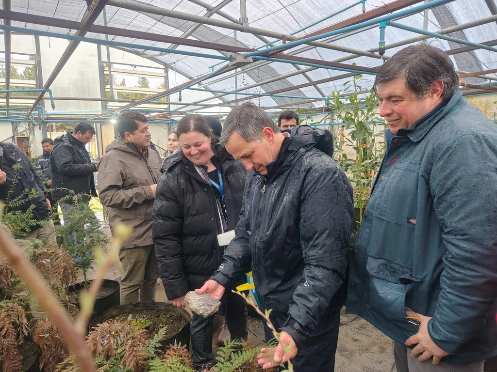 El Bosque Antártico crece en un vivero de Punta Arenas con respaldo estatal
