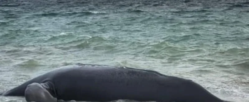 Alarma en Puerto Madryn por mortalidad de ballenas