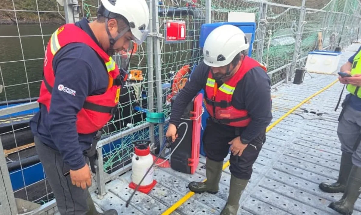 Casi 960 toneladas de salmones afectadas por algas en Magallanes