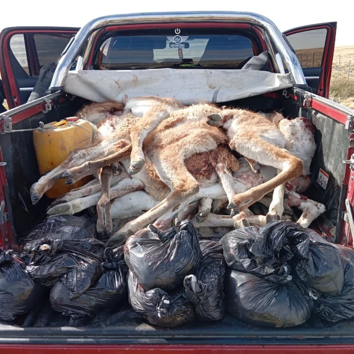 Guanacos illegally slaughtered in the bed of an intercepted truck