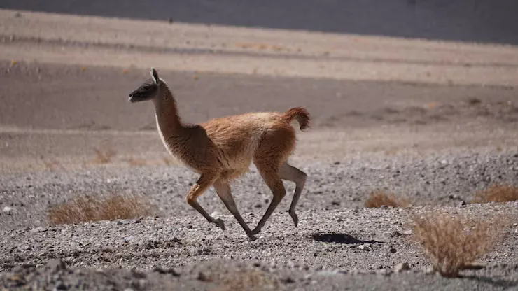 Guanaco corriendo en la estepa fueguina