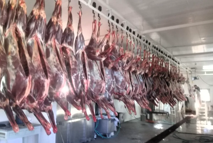 Guanaco carcasses at a Santa Cruz slaughterhouse