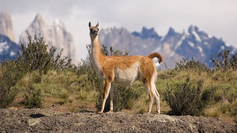 Guanaco in its natural habitat in Patagonia