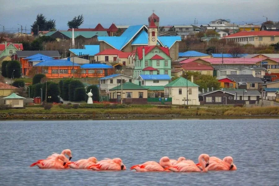 Gripe aviar activa en Tierra del Fuego: detectan H5N1 en aves domésticas de Porvenir