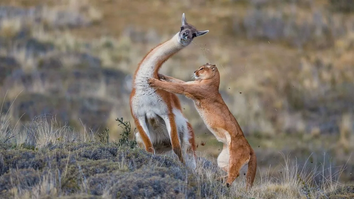 Puma attacking a guanaco in the Patagonian steppe