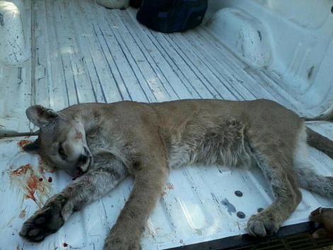 Puma killed by livestock farmers in Patagonia