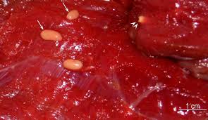 Sarcocystis aucheniae cysts visible in guanaco muscle tissue