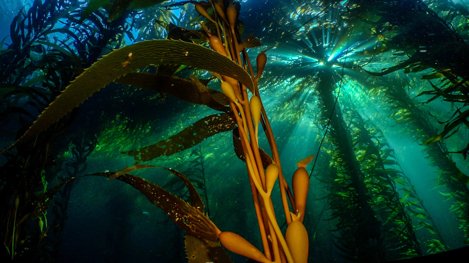 Bosque encantado — fotografía submarina de Uriel Sokolowicz en el Parque Marino Isla Pingüino, Puerto Deseado