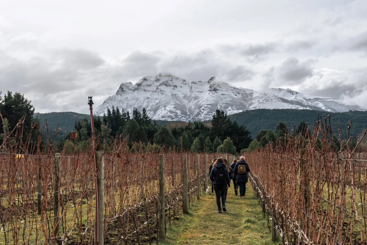Bodega patagónica: del algoritmo al vino de altura en Neuquén